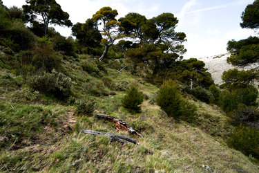 Canavas Pinewood