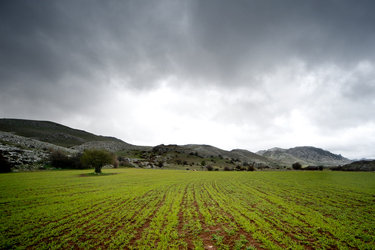Hernan Perea’s Fields I